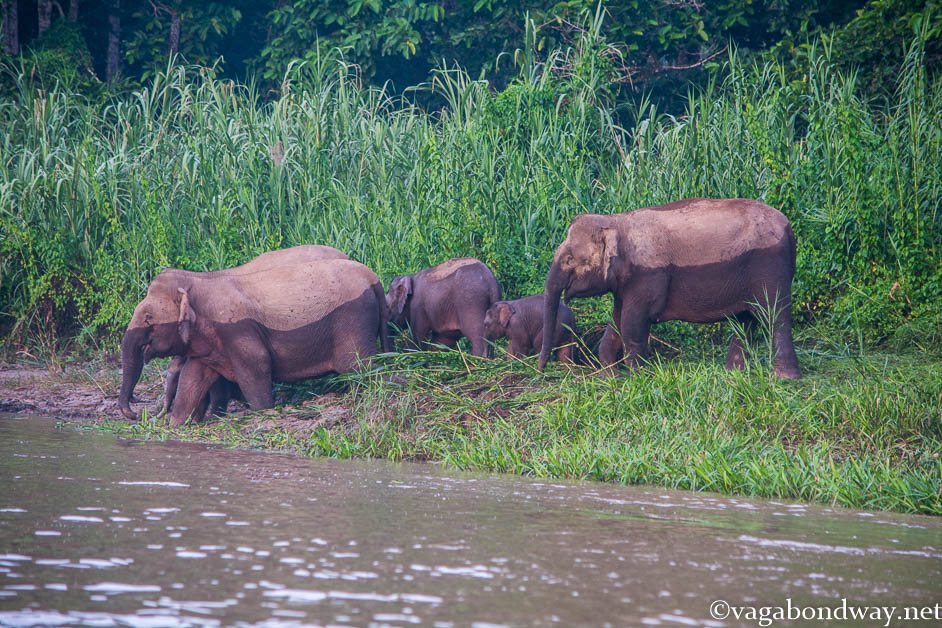 Pygmy Elephants Vagabond Way