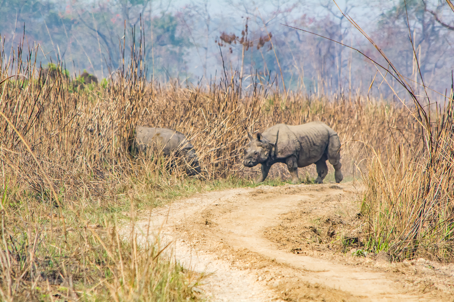 Rhinos Nepal Vagabond Way