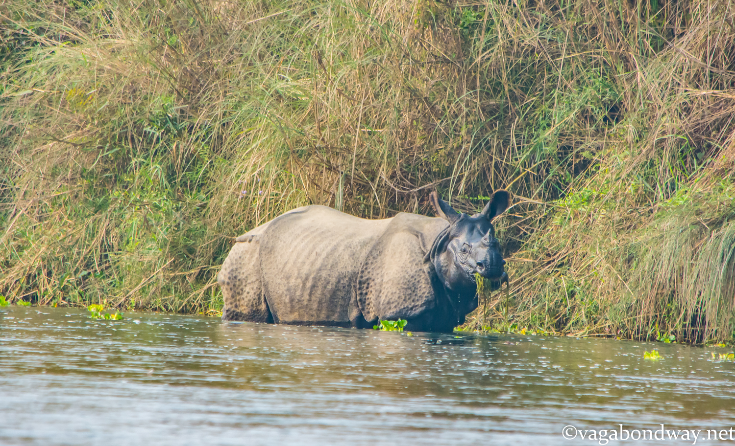 Rhinos Nepal Vagabond Way