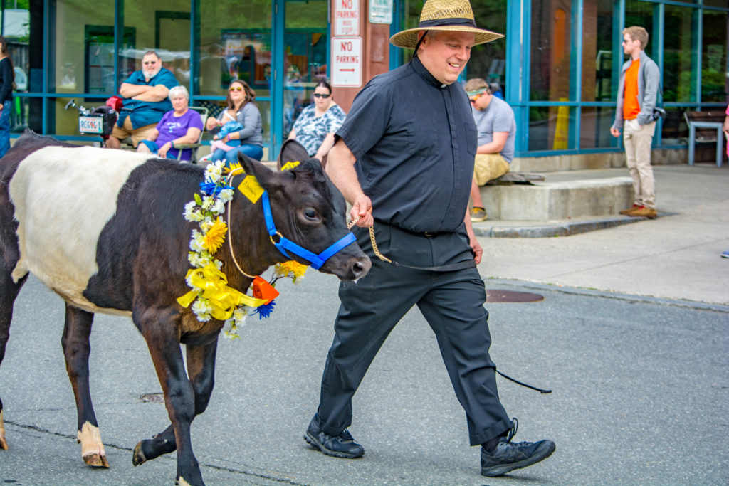 Strolling of the Heifers When Cows walk down Main St in Vermont ...