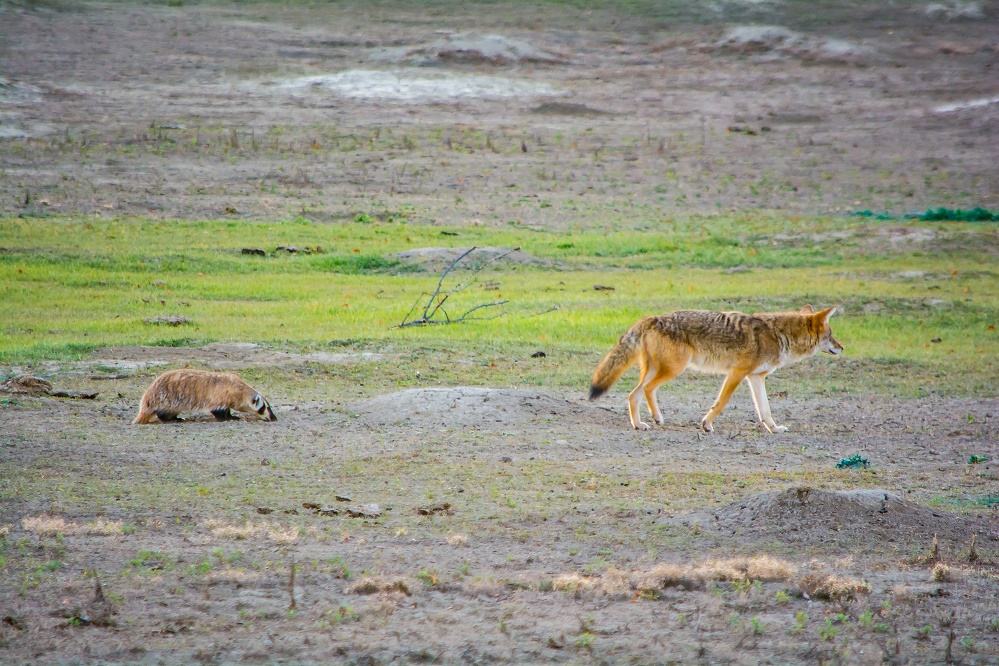 Coyote  Wildlife Vagabond