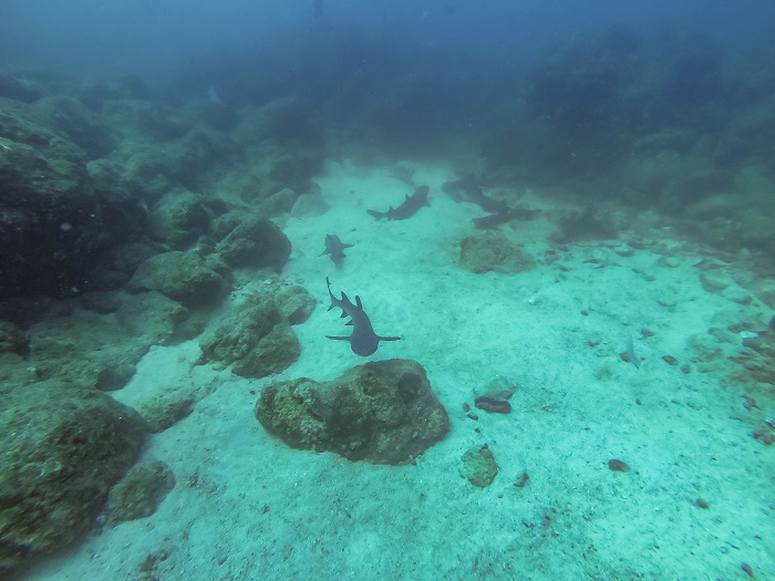 scuba diving in panama vagabond way