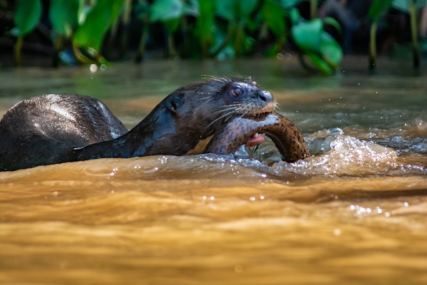 Otter Brazil Vagabond Way