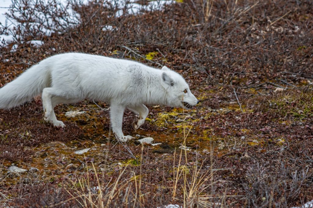 How to see polar bears on a budget (how much our trip cost)