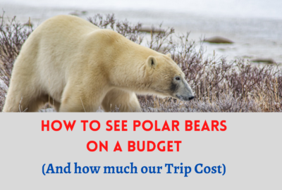 How to see polar bears on a budget (how much our trip cost)