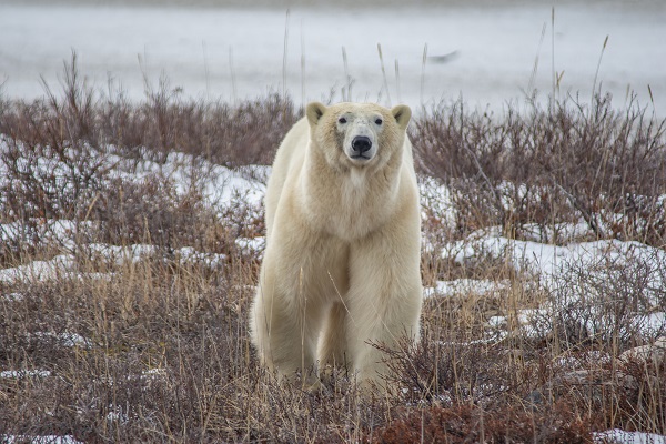 How to See Polar Bears in Churchill Manitoba