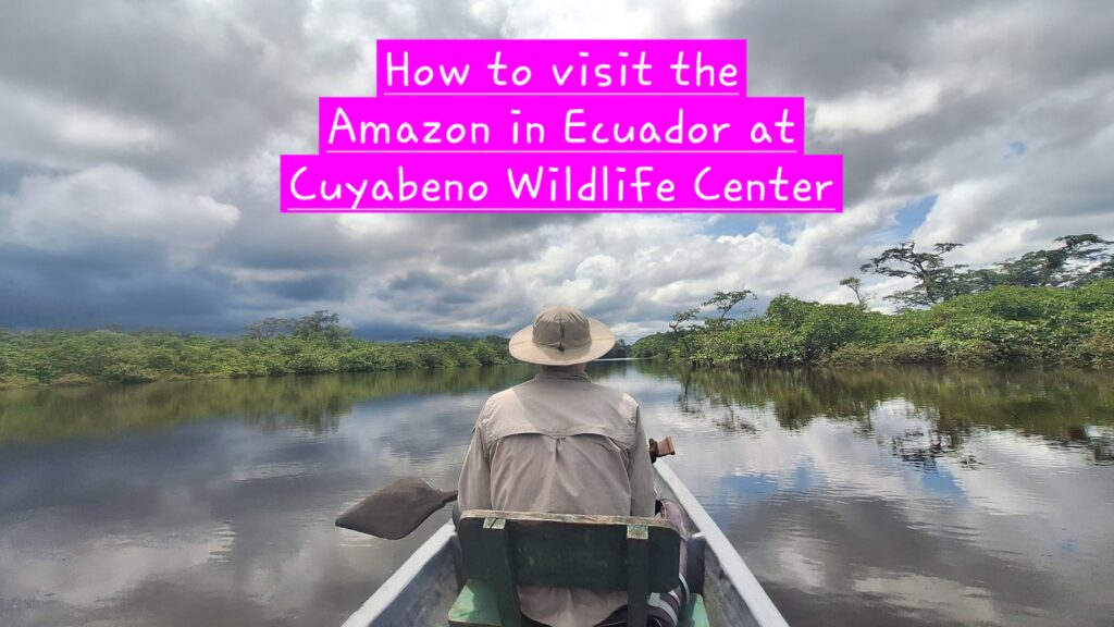 How to visit the Amazon in Ecuador at cuybeno wildlife center