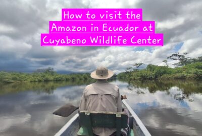 How to visit the Amazon in Ecuador at cuybeno wildlife center