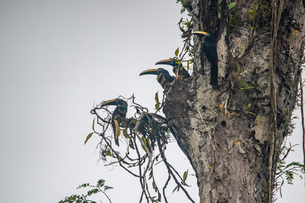 Aracari Cuyebeno Ecuador Vagabond Way
