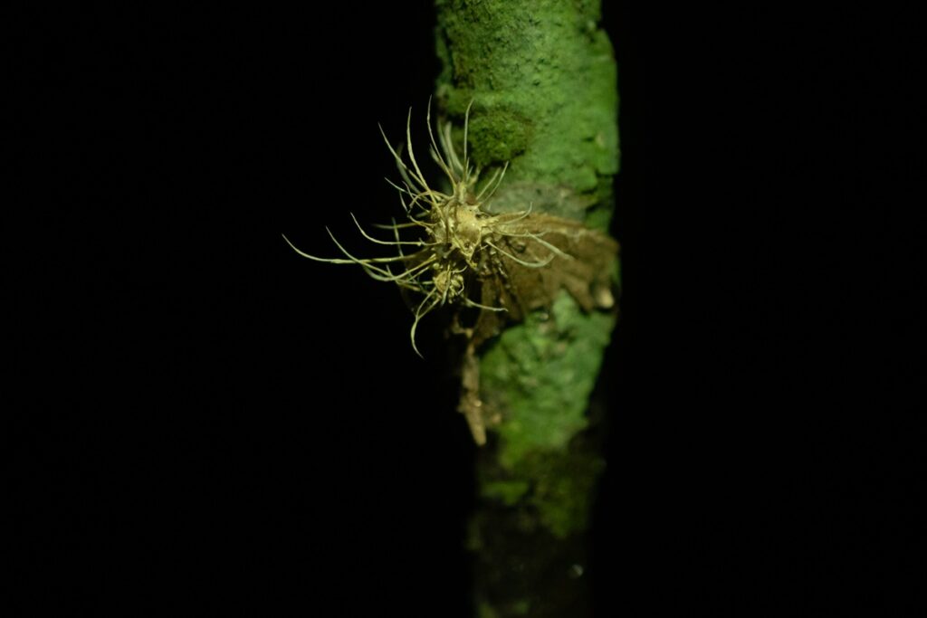 Cordyceps Cuyabeno Ecuador Vagabond Way