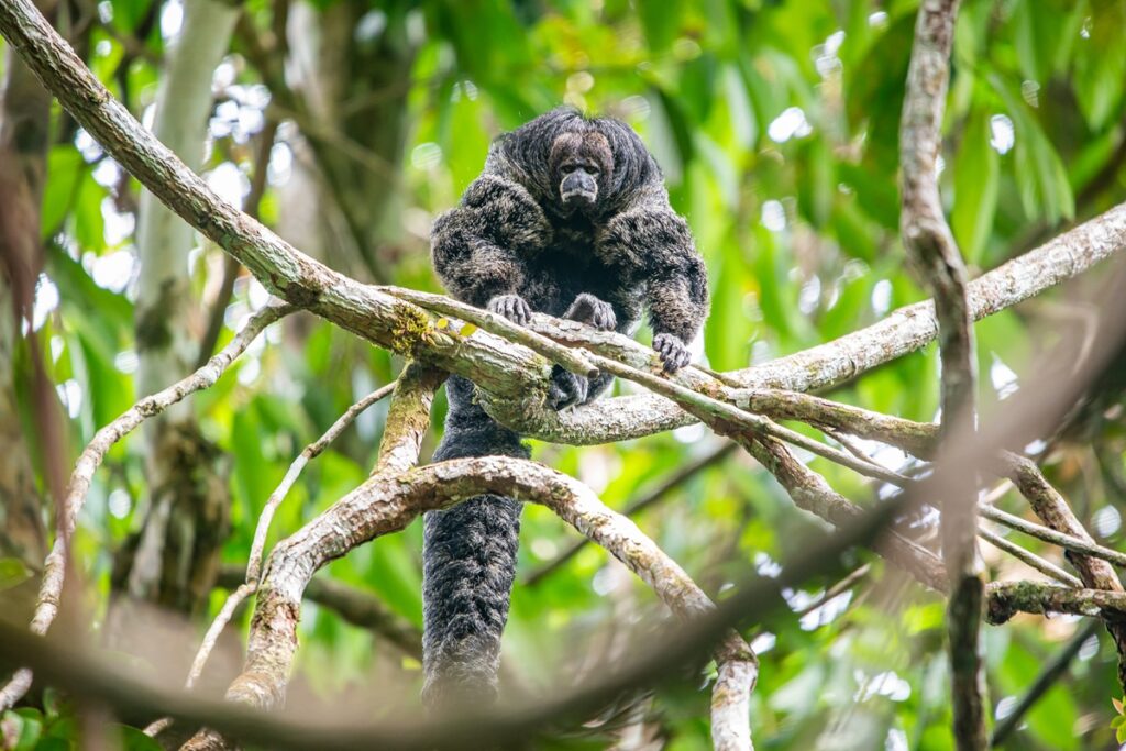 napo saki monkey ecuador vagabond way