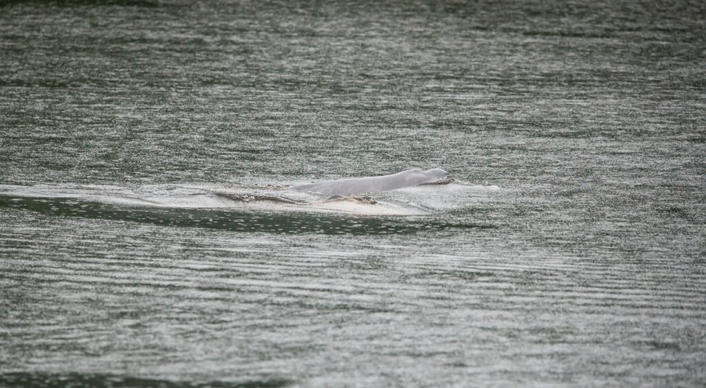 Pink Dolphins Cuyabeno Wildlife Center Vagabond Way