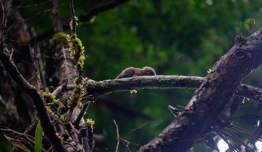 Pocket Monkey Cuyabeno Wildlife Center Vagabond Way
