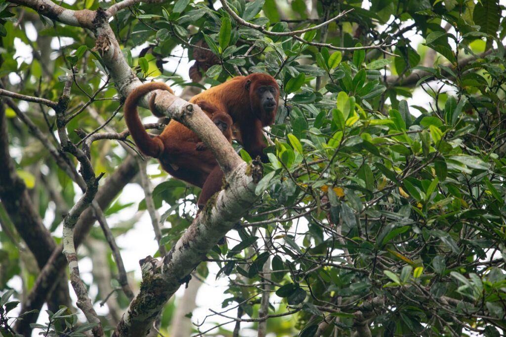 Red Howler Monkey Cuyabeno Vagabond Way