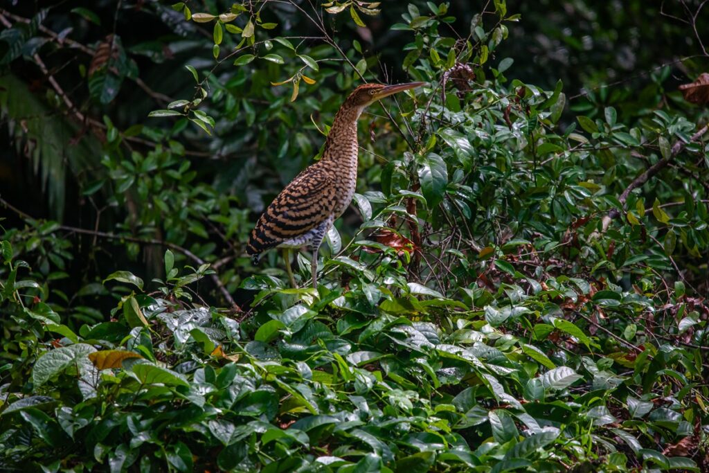 Tiger Heron Cuyabeno Wildlife Center Vagabond Way