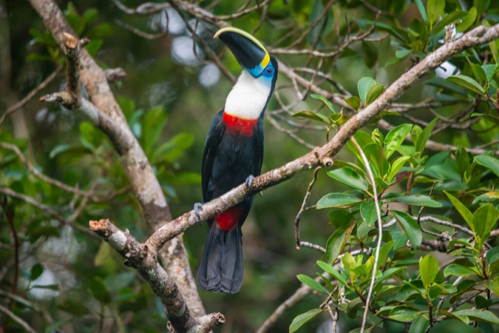 Cuyabeno Wildlife Center Ecuador White Throated Toucan
