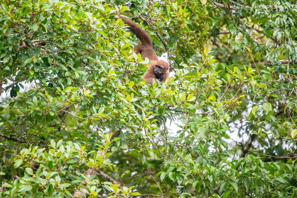 Woolly Monkey Cuyabeno Vagabond Way