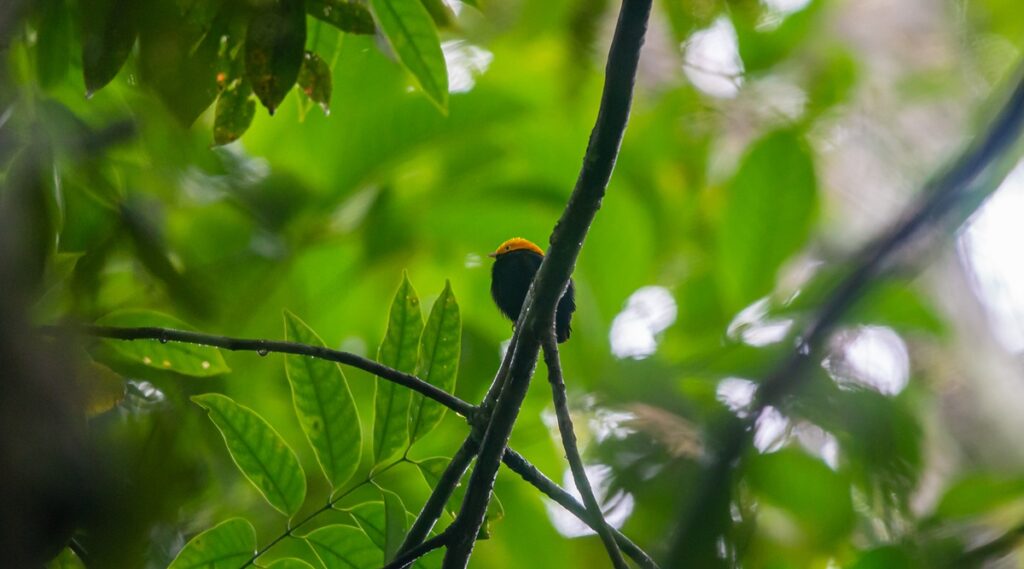 golden-headed manakin cuyabeno vagabond way