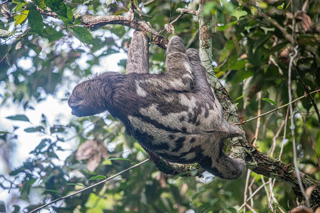 sloth cuyabeno ecuador vagabond way